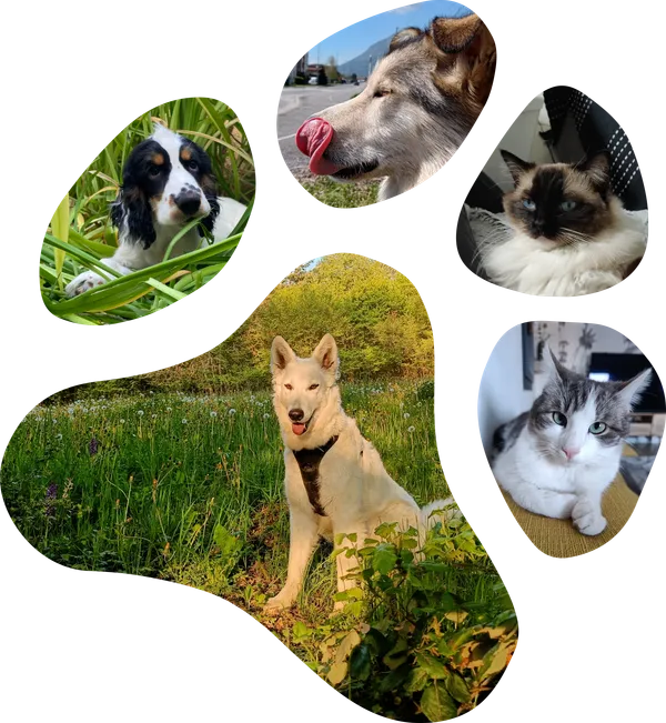 Patte de chien avec photos d'animaux gardé par Mel'Animaux, pet sitter en Haute-Savoie