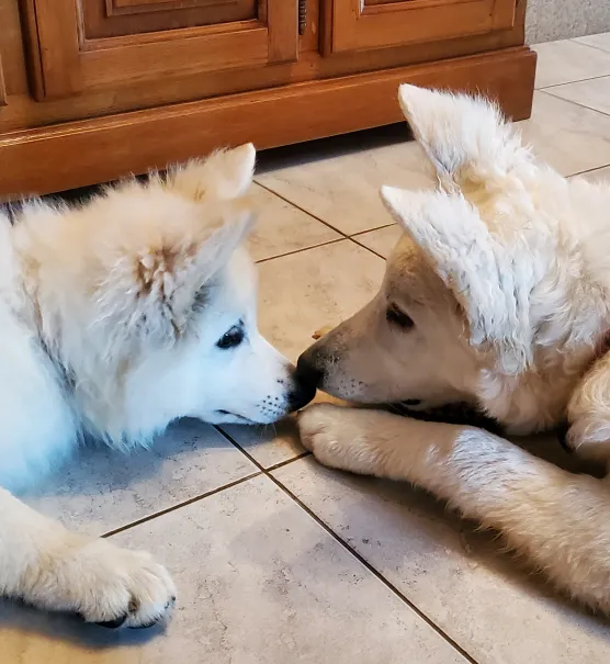 Bisous de deux chiens pendant une pension près d'Arbusigny