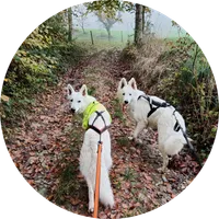 Randonnée chien en forêt près de Cornier